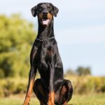 Top Dogs: The World’s Favorite Breeds