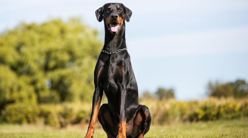 Top Dogs: The World’s Favorite Breeds