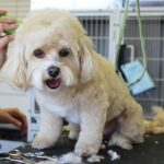 Paws and Preen: Determining Your Dog’s Grooming Requirements