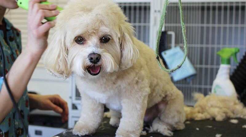 Paws and Preen: Determining Your Dog’s Grooming Requirements