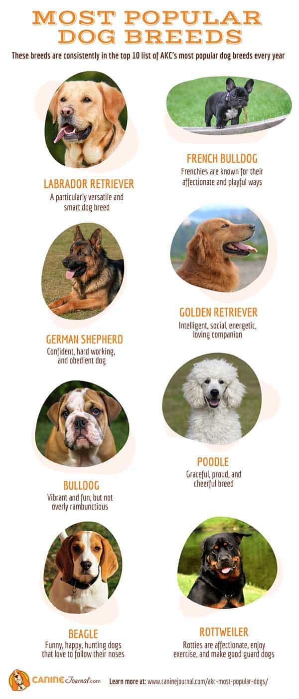 Introducing the Top Dog Breeds with the Most⁢ Gentle Temperaments