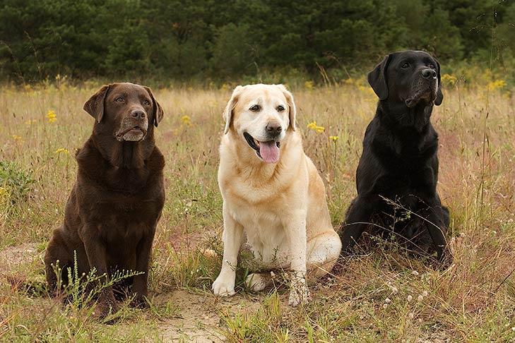 Exploring the Playful and Sociable Nature of Labrador Retrievers