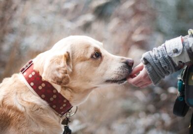 How to Rate Your Dog’s Grooming Needs