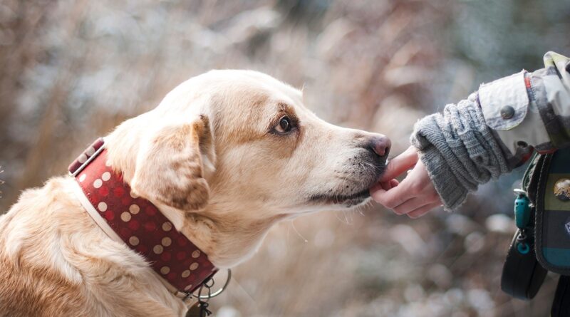 How to Rate Your Dog’s Grooming Needs