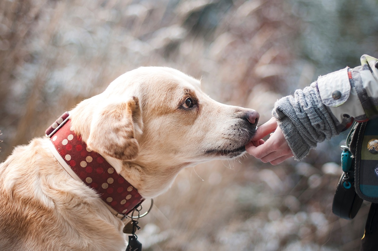 How to Rate Your Dog’s Grooming Needs