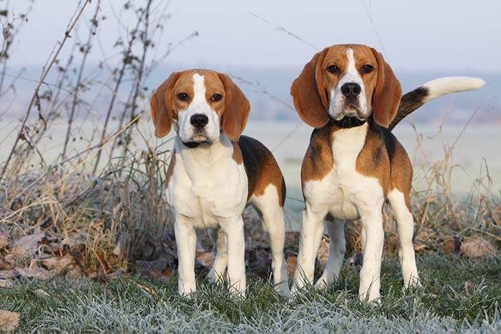 Understanding the ⁢Gentle and Friendly Demeanor of Beagles