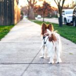 Rate My Dog: Best Dog-Friendly Parks