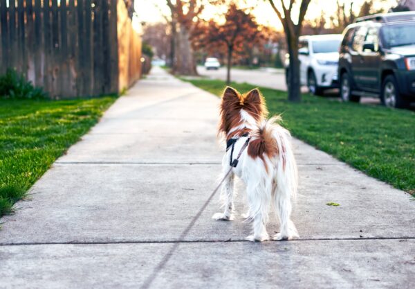 Rate My Dog: Best Dog-Friendly Parks