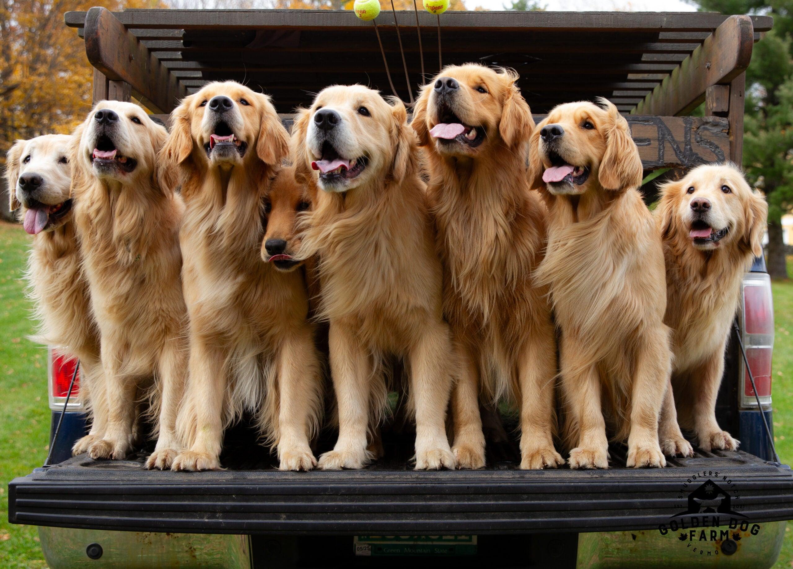 Discovering the Loyalty ‌and Affection of Golden Retrievers